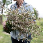 Thumbnail of Silene Blushing Lanterns – Floret Library