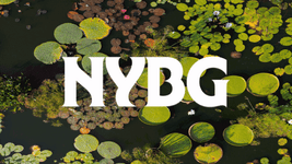 Thumbnail of Urban Conservation