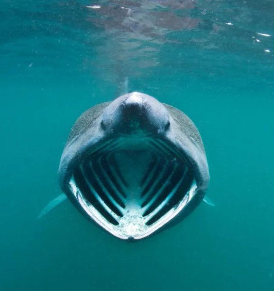 Thumbnail of Meet the Basking Shark