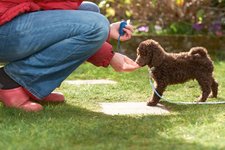Thumbnail of What Dog Trainers Say NOT to Do When Training a New Puppy | Blackwood Canine | Blackwood Canine