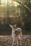 Thumbnail of Biology of people pleasing 😳 🐇