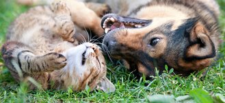 Thumbnail of Hot Off the Press: Rover's Summer Safety Tips for Pets