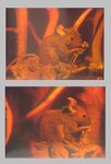 Thumbnail of Holography
