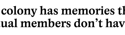 Thumbnail of An ant colony has memories that its individual members don’t have | Are.na