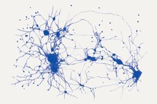 Thumbnail of Creaturely Migrations on a Breathing Planet – David Abram
