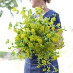 Thumbnail of Bupleurum Griffithi – Floret Library
