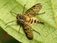 Thumbnail of Family Entomophthoraceae