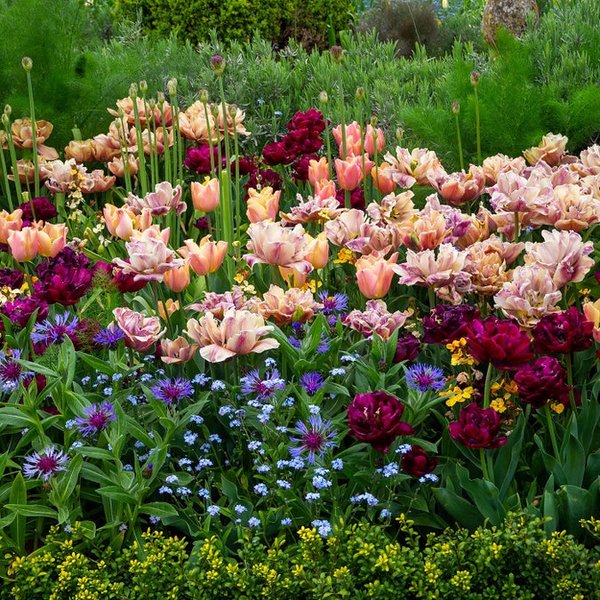 Thumbnail of Tulip Bulbs - La Belle Epoque Mystery Mix | Fall Flower Bulbs | Eden Brothers