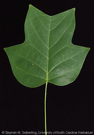 Thumbnail of four pointed leaf - Google Search