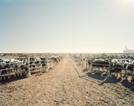 Thumbnail of The brutal trade-off that will decide the future of food