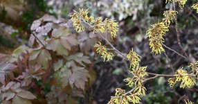 Thumbnail of the blackberry garden