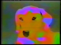 Thumbnail of Jason Galea