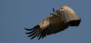 Thumbnail of Consider the Vulture: An Ethical Approach to Roadkill
