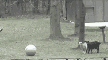 Thumbnail of Goat All GIF – Goat All Freeze – discover and share GIFs