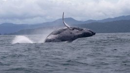 Thumbnail of Humpback whale makes record journey from South America to Africa | CNN