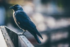 Thumbnail of The Lost Words Blessing - The Bird Sings