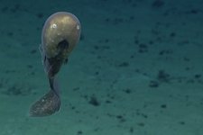 Thumbnail of 【激レア映像】南太平洋で「カオナシ深海魚」の撮影に成功 - ナゾロジー