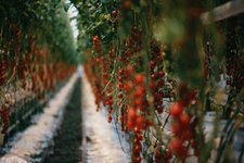 Thumbnail of Start-up leverages power of AI to enable more cost-effective acceleration of greenhouse agriculture
