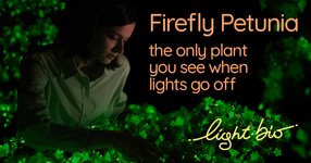 Thumbnail of Light Bio. The flower you will love the most.