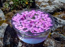 Thumbnail of Alaskan Essences Inc. ~ Healing Essences from the Heart of Nature.