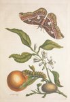 Thumbnail of Found on Cosmos