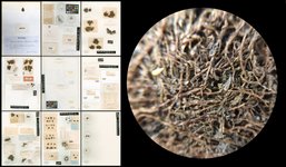 Thumbnail of On Becoming Moss | Are.na Editorial