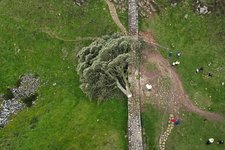 Thumbnail of An Untimely Death at Sycamore Gap - JSTOR Daily