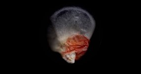 Thumbnail of Corn Tastes Better on the Honor System – Robin Wall Kimmerer