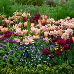 Thumbnail of Tulip Bulbs - La Belle Epoque Mystery Mix | Fall Flower Bulbs | Eden Brothers