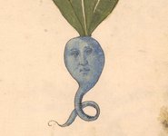 Thumbnail of Erbario: a 15th-century Herbal from Northern Italy