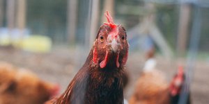 Thumbnail of Permaculture Zones For Gardeners, & Chicken Compost Intro!