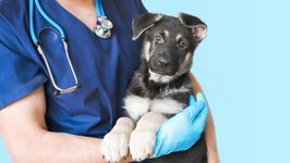 Thumbnail of Survey: 91% of dog owners have experienced financial stress over the cost of pet ownership