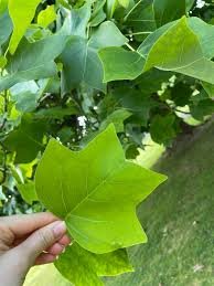 Thumbnail of four pointed leaf - Google Search