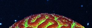 Thumbnail of Coral Morphologic