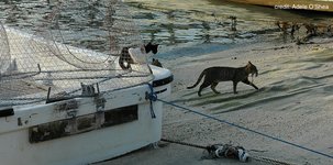 Thumbnail of Cats love fish, don’t they?