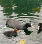 Thumbnail of Coot Chick and Swan Cygnets