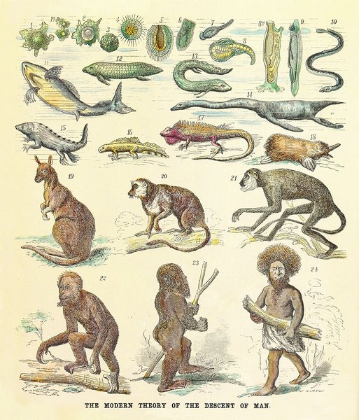Thumbnail of Missing link (human evolution) - Wikipedia