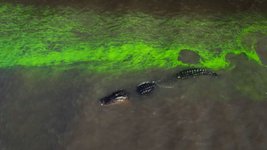 Thumbnail of Saving the Everglades Is a Queer Issue