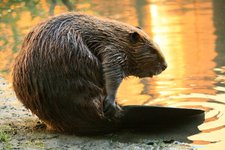 Thumbnail of NASA satellites reveal restoration power of beavers