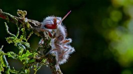Thumbnail of How a parasitic fungus turns ants into 'zombies'