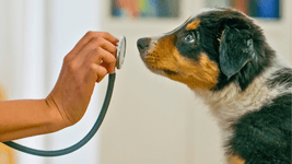 Thumbnail of The Pros and Cons of Pet Health Insurance: Is It Worth It?