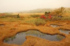 Thumbnail of "Autumning" and the Fruiting of the Underworld: What our mycorelatives can teach us about what lies beneath our surface