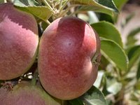 Thumbnail of Blue Pearmain Apple