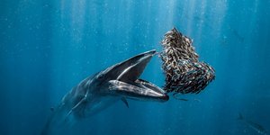 Thumbnail of Ocean Photographer of the Year 2024