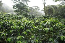 Thumbnail of El secreto del geisha panameño: la historia detrás del café más caro del mundo