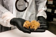 Thumbnail of マンモスの特徴を持つ「ケナガネズミ」が誕生、マンモス復活への一歩となるか