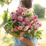 Thumbnail of Strawflower Candy Pink
