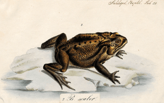 Thumbnail of Some Thoughts on the Common Toad - Tetragrammaton