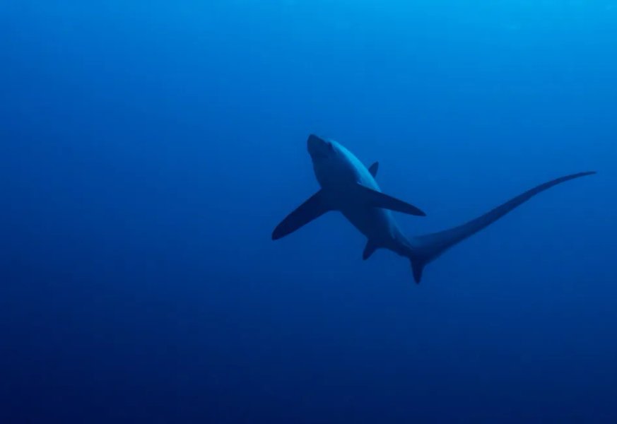 Thumbnail of Meet the Thresher Shark