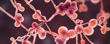 Thumbnail of Common Blood Protein Turns Yeast Infections Into Potential Killers